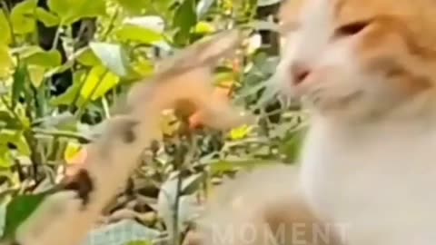 Animals fighting and funny clips2024| | fights video animals