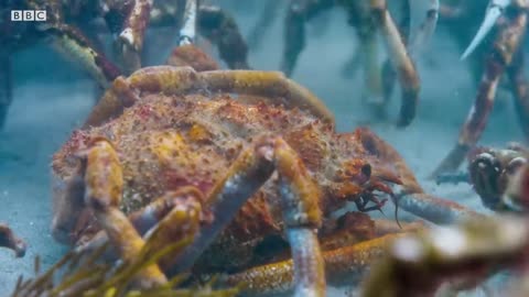 Stingray Ambushes Army Of Crabs | Blue Planet II | BBC Earth