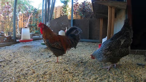 Backyard Chickens Relaxing Sounds Noises Hens Clucking Roosters Crowing!