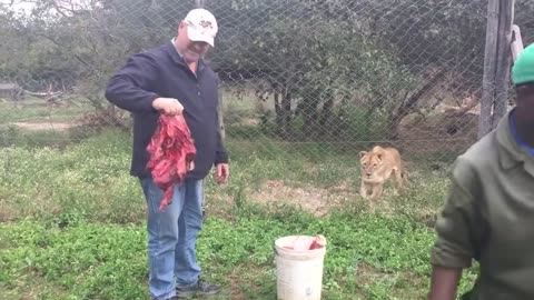 Feeding an angry, injured lion in Africa ...Songwriter, Gary J Hannan