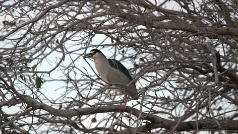 Night Heron Testing Branches