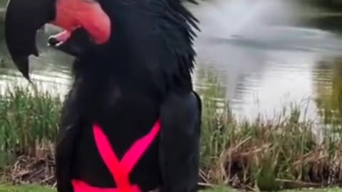 Black Cockatoo Beauty 🦜🦜