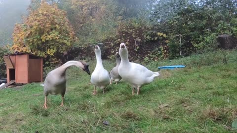 Pet Goose Hugs his Owner but Attacks Everyone Else