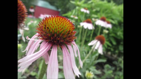 North American Coneflower ECHINACEA ANGUSTIFOLIA June 2022