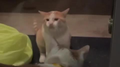 Funny Cat Fight