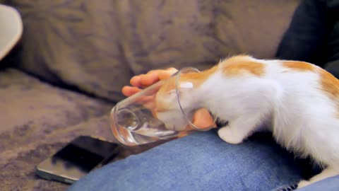 Cat Does adorable water drink