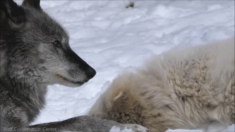 Wolf Begs to Play with