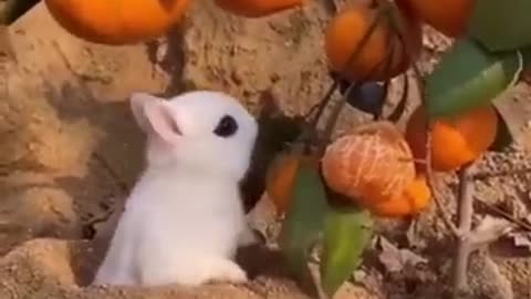 Funny Animal Vids