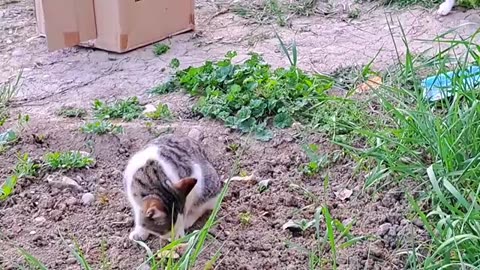 A pregnant Cat and a male Cat are very friendly