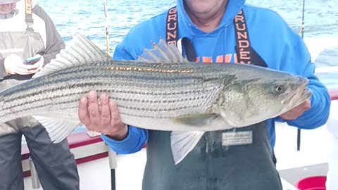 Striped bass