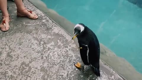 cute penguins