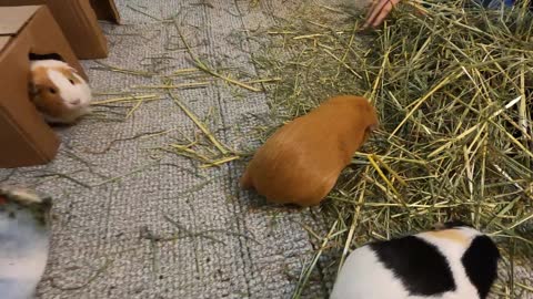 Best guinea pig noises of the wheek!