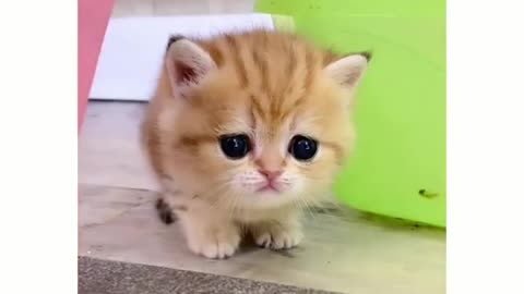 Cute kitten video 😍#cute #cats #animallover