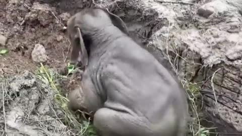 Rescuers perform CPR on elephant in Thailand