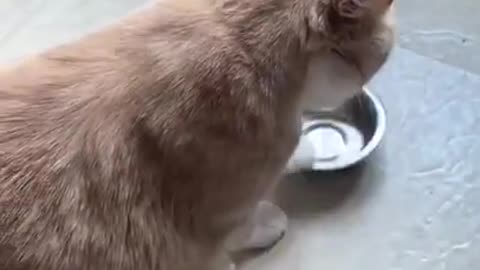 Human, My Bowl Is Empty, Cat Need Food