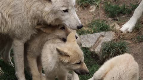 Wild Beauty: Momma Wolf and Her Precious Puppies 🐺🐾