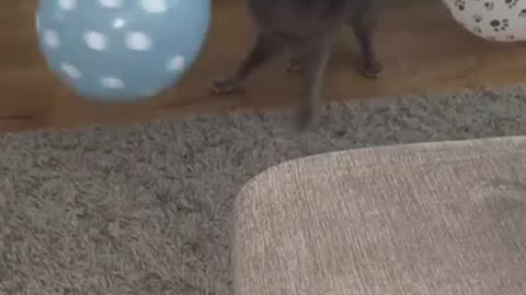 Birthday Kitty With Balloons