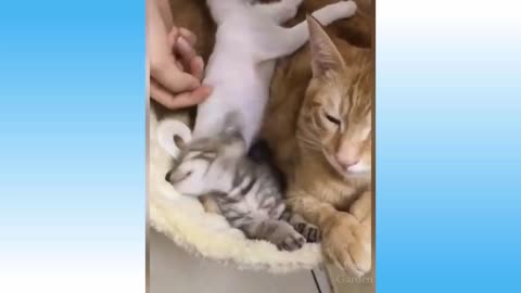 Top Funny Cat Videos Of The Weekly - Try Not To Laugh