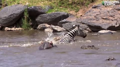 Zebra vs. Crocodiles: Zebra Fights Off 5 Crocodiles