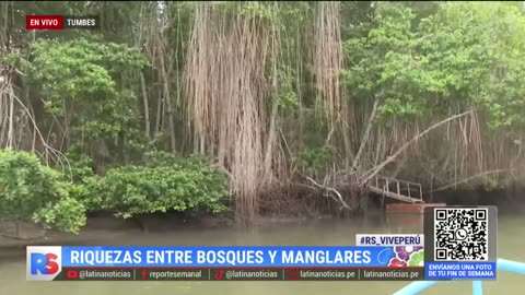 Ceviche de conchas negras desde los manglares de Tumbes: "La ciudad del amor y el eterno calor"