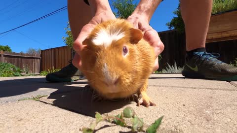 Guinea pig lawn mowing service! 🚜