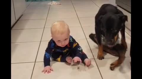 Our paralyzed dog taught the baby how to get around