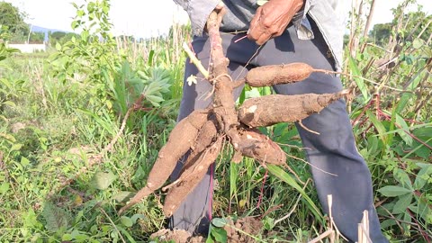 Sweet cassava||Cassava harvest||Asmr