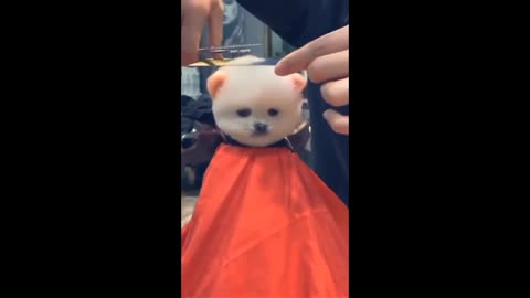 Cute cat hair cut