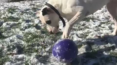 Dogs Argentine playing in Snow