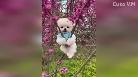 Cute Pomeranian Puppies Doing Funny Things - Cute and Funny Dogs