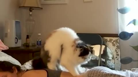 The epic cat gives his owner a professional back massage 😊