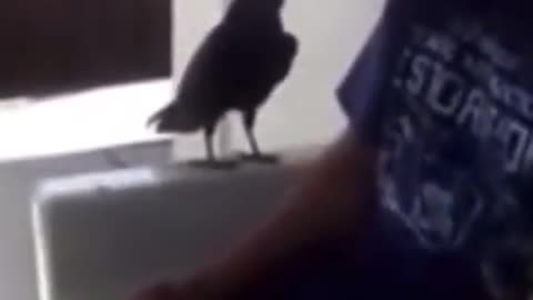 The Crow says (fuck you) amazing animals