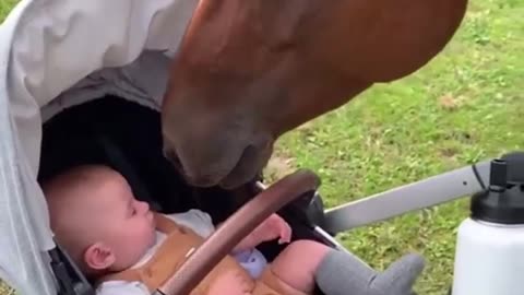 Horse Loves Little Cute Baby #shorts #viral #shortsvideo #video