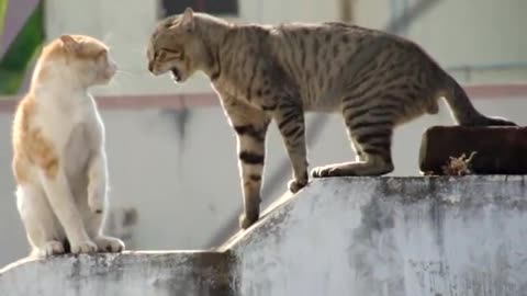 Real Cats Fighting in the Street