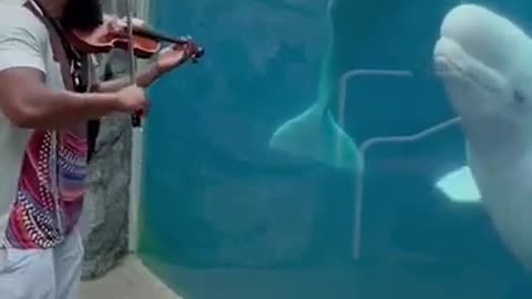 Beluga Whale Mesmerized By Man Playing Violin