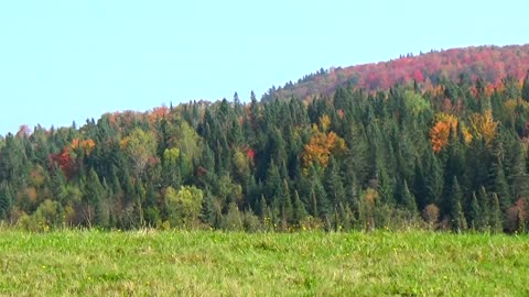 Fall Foliage