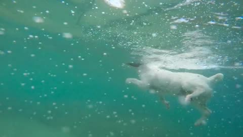 swimming dog in the pool