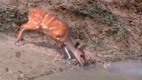 Amazing Antelope and quick crocodile attack!