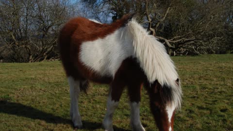 Dartmoor Ponies 2017 2. Chris Summerfield photography and video since 1992.