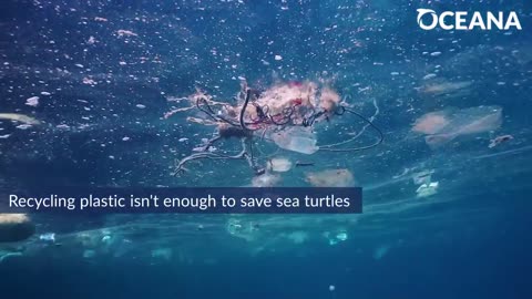 LEATHERBACK SEATURTLES: The ocean's largest seaturtle | Oceana