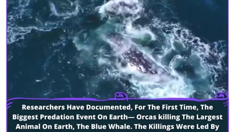 Orcas Conquer Giants: Earth's Biggest Predation Event