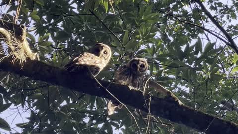 Young Owls Care for Each Other