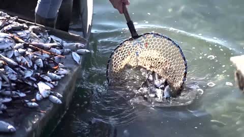 Drone shows thousands of dead fish in Greek lagoon