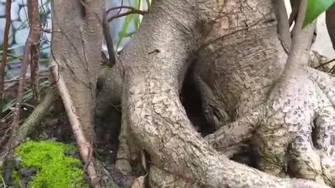 Old tree bonsai