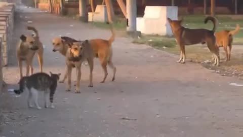 Kung fu cat with 2 dogs 🐩 🐈