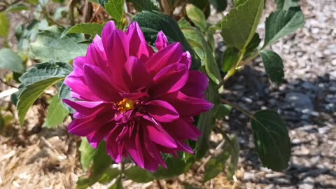 Dahlia