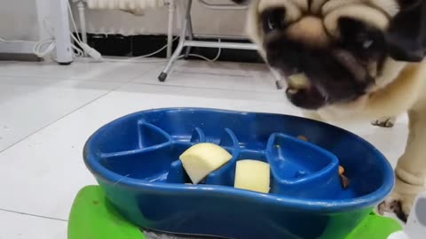 Dogs eat fruit, so cute