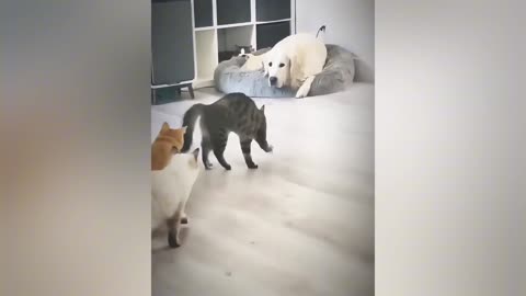 A cat Revolution funny video 🤣🤣🤣