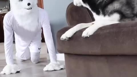 Prank with dog