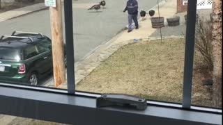 Territorial Turkeys Intimidate Mailman